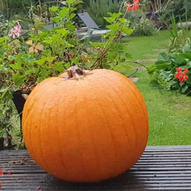 Belinda's garden