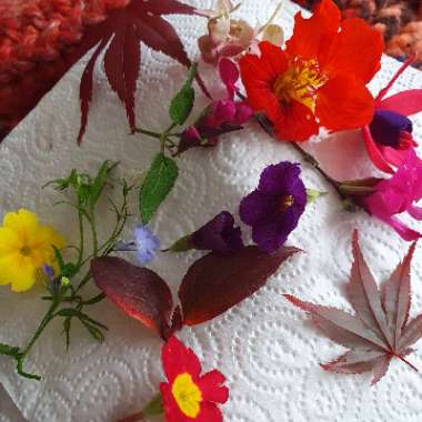 Belinda's garden