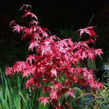 Belinda's garden