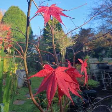 Belinda's garden