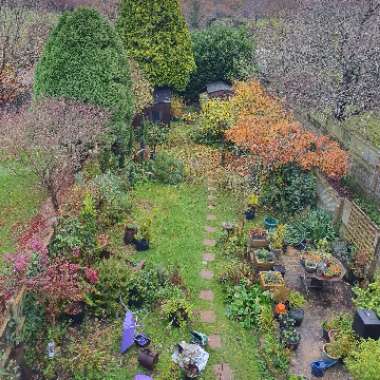 Belinda's garden