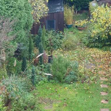 Belinda's garden