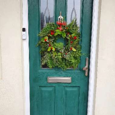Belinda's garden