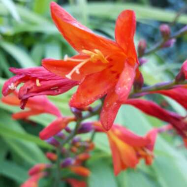 Crocosmia