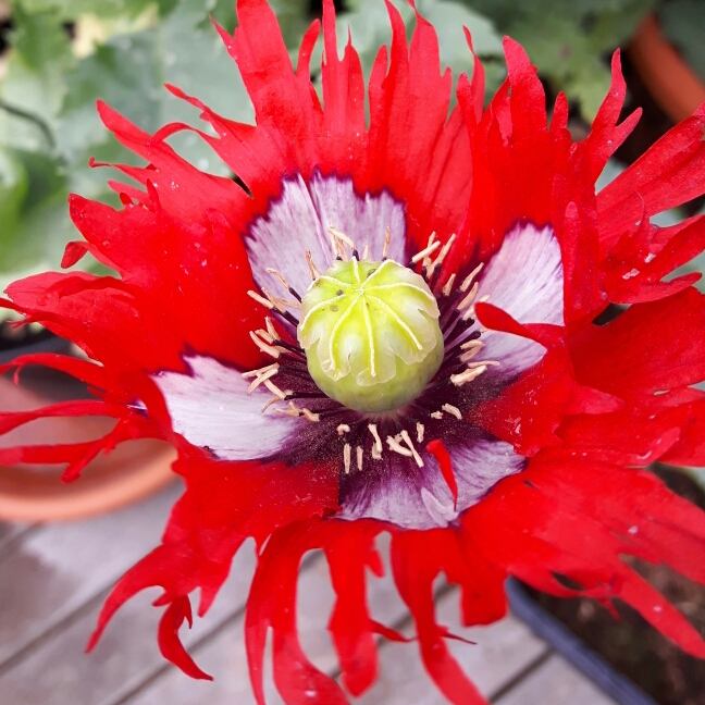 Plant image Papaver somniferum 'Victoria Cross'