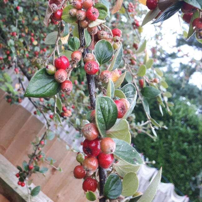 Plant image Cotoneaster