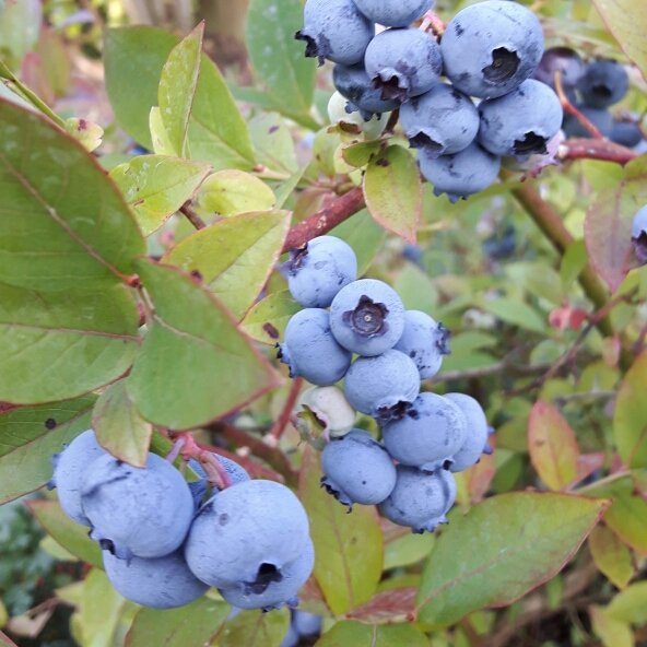 plant image 231080