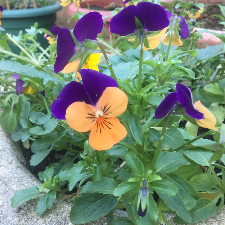 Plant image Viola tricolor