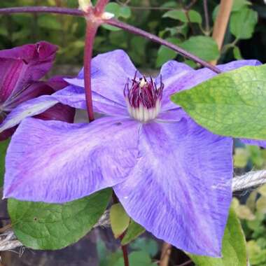 Clematis 'Elsa Spath' syn. Clematis 'Blue Boy', Clematis 'Xerxes'