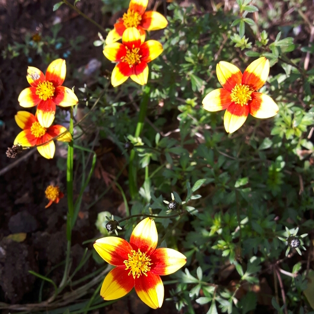 Plant image Bidens