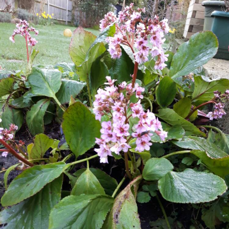 Plant image Bergenia 'Biedermeier'