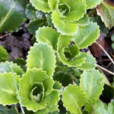 Saxifraga x urbium