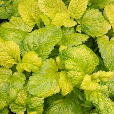 Melissa officinalis