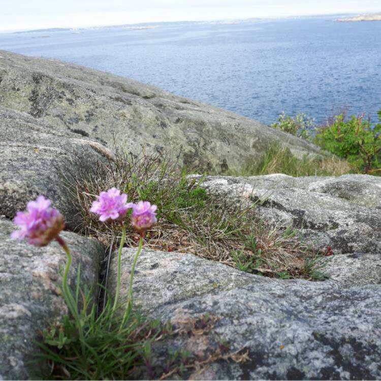 Plant image Armeria Caespitosa