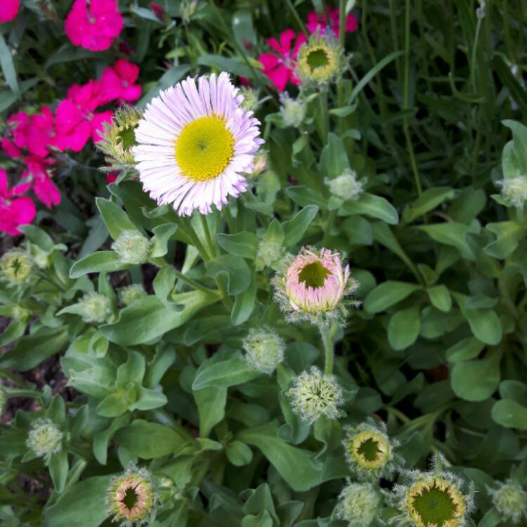 Plant image Erigeron pulchellus