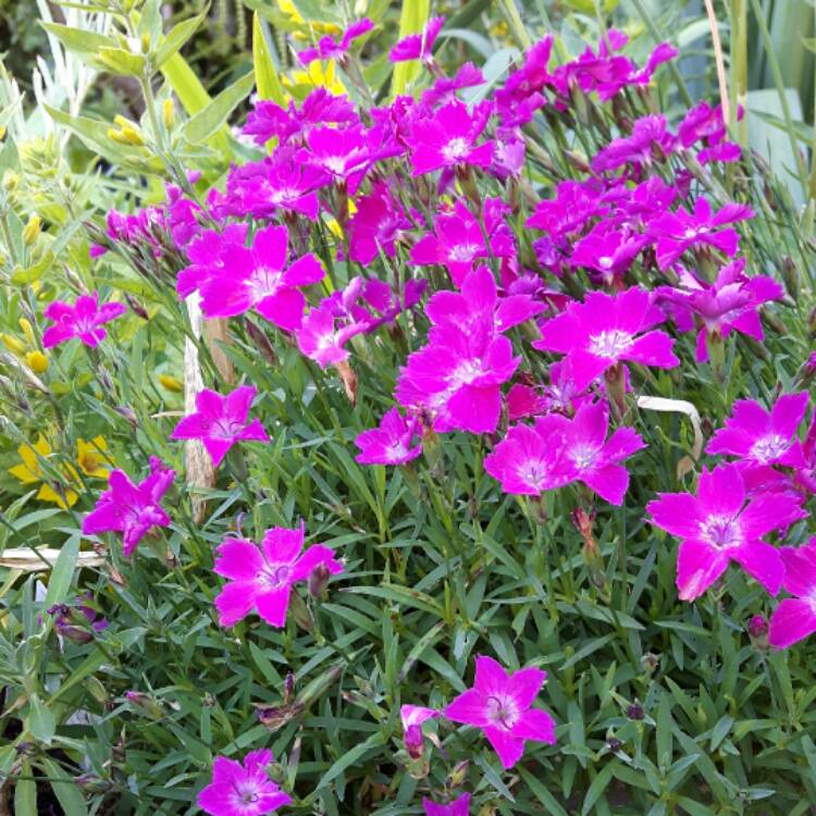 Plant image Dianthus plumarius