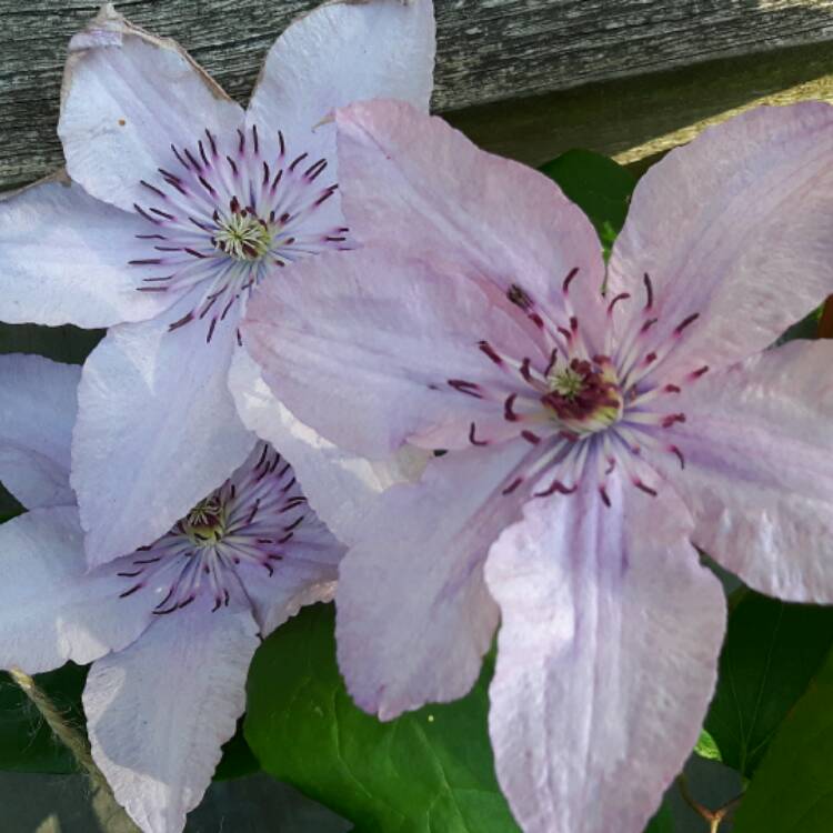 Plant image Clematis 'Hagley Hybrid'