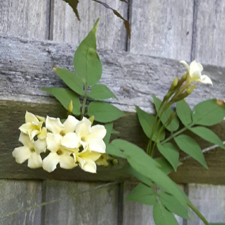plant image 475887 plant image 475887