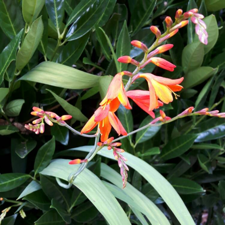 plant image 494360
