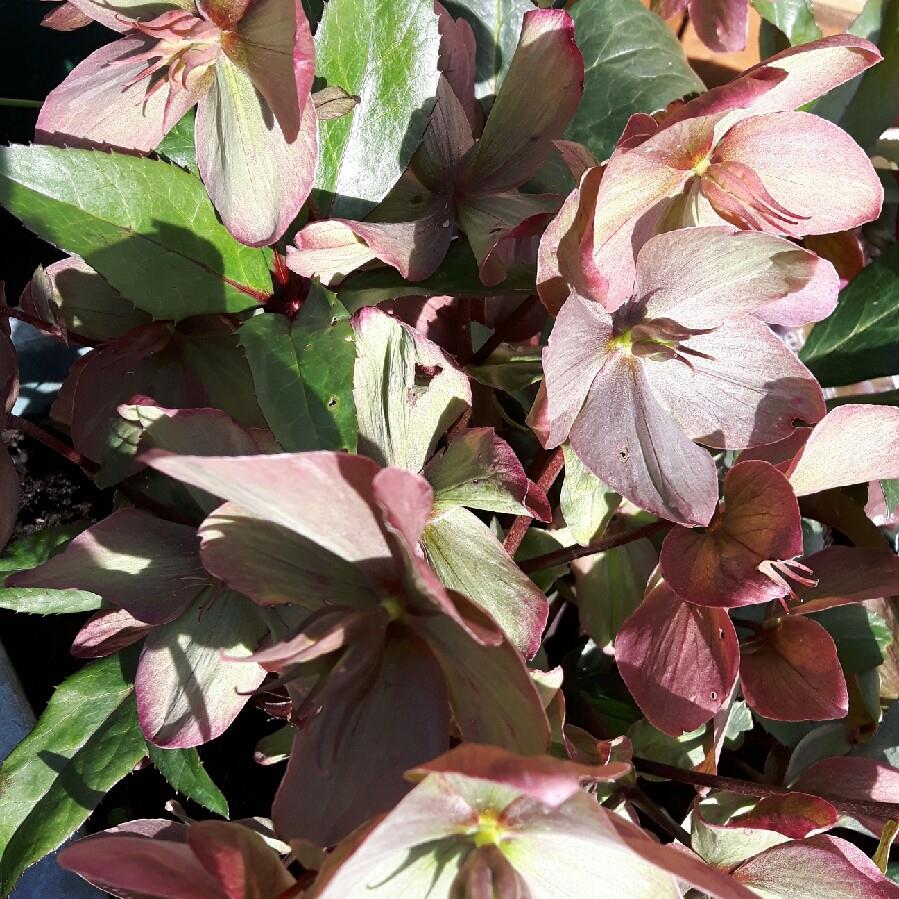 Plant image Helleborus x ericsmithii 'Winter Sunshine'
