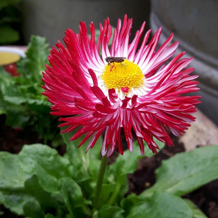 Plant image Bellis Perennis 'Romi Red'
