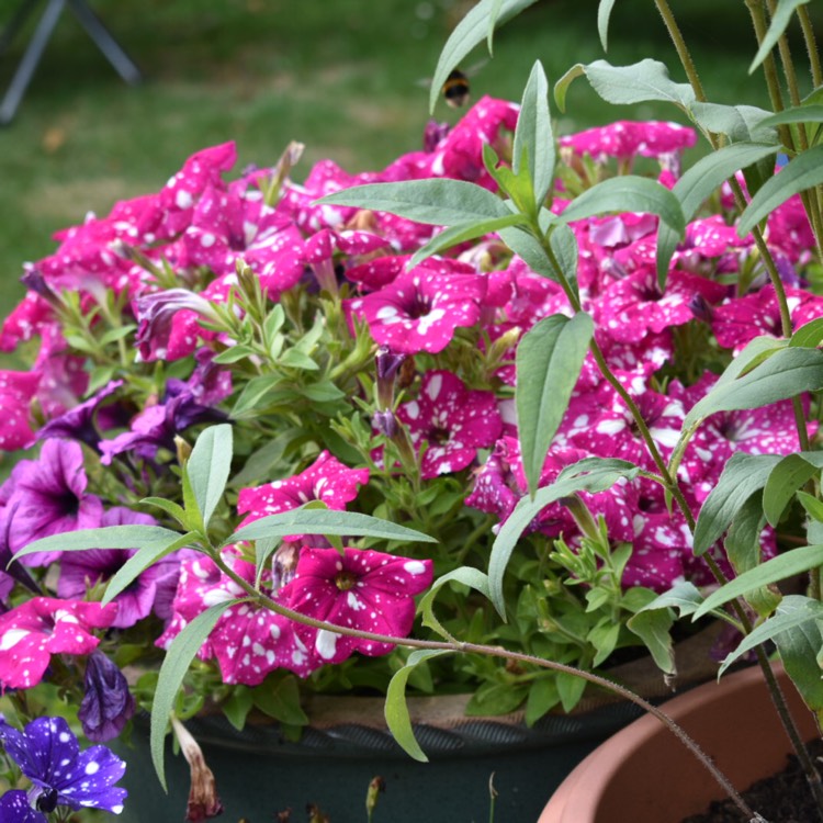 Plant image Petunia 'Kleph17342' syn. Petunia 'Pink Sky', Petunia 'BabyDoll', Petunia 'Headliner Pink Sky'