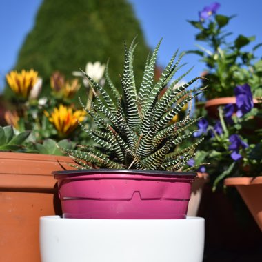 Haworthiopsis attenuata var. attenuata 'Striata' syn. Haworthia attenuata 'Striata'