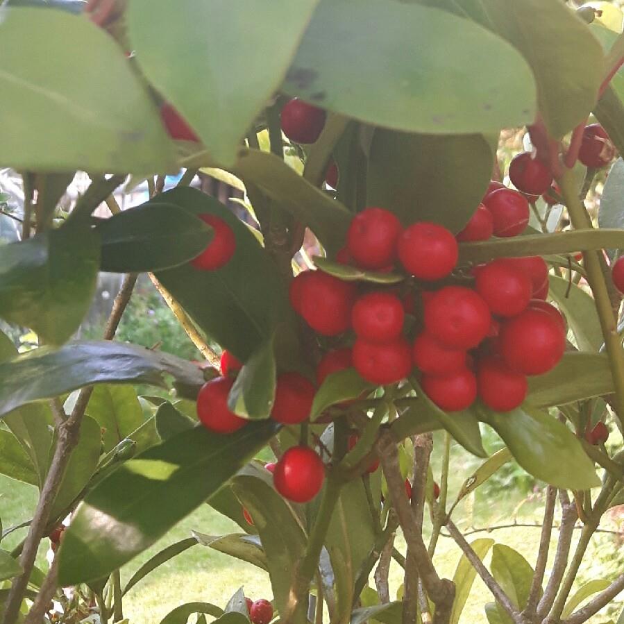 Plant image Aucuba japonica