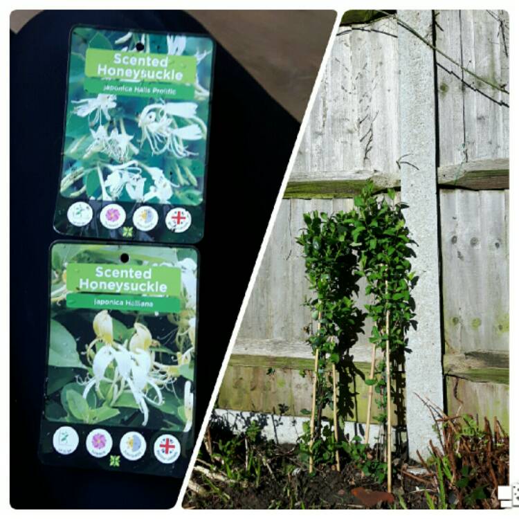 Plant image Lonicera japonica 'Halliana'