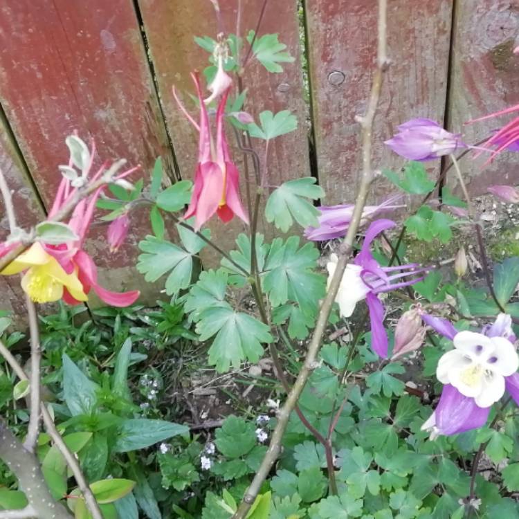 Plant image Aquilegia 'Mrs Scott Elliot'