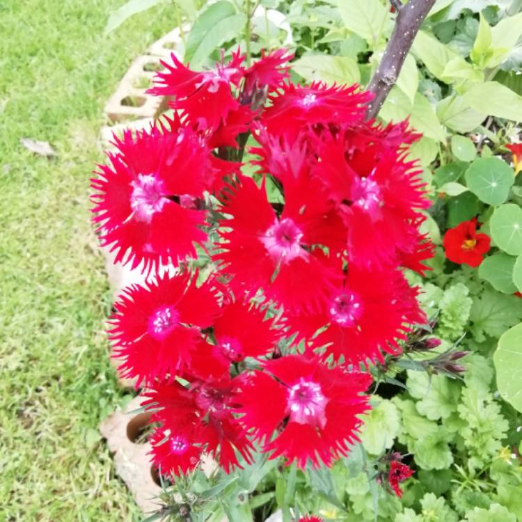 plant image 1129106