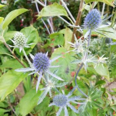 Sea Holly 'Blue Star'