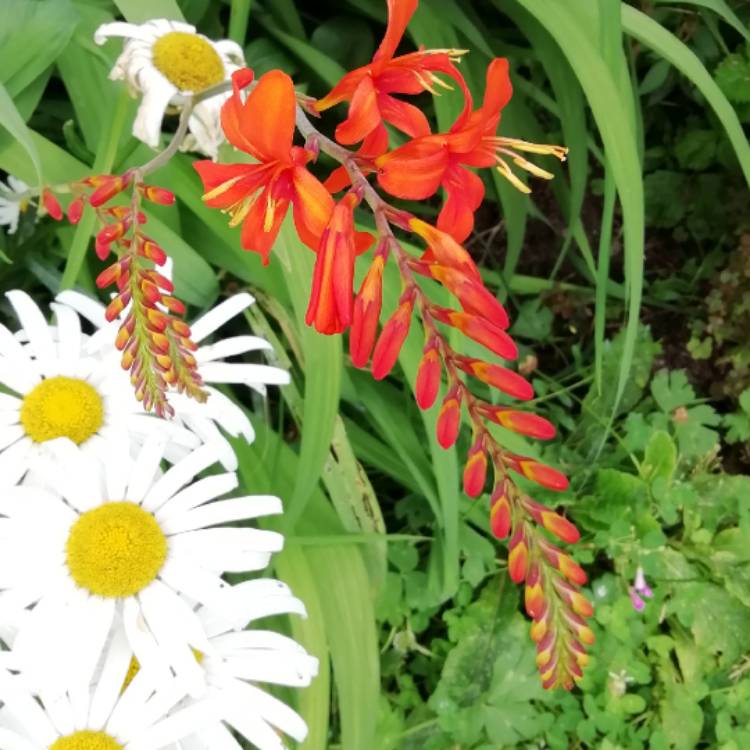 plant image 1129124