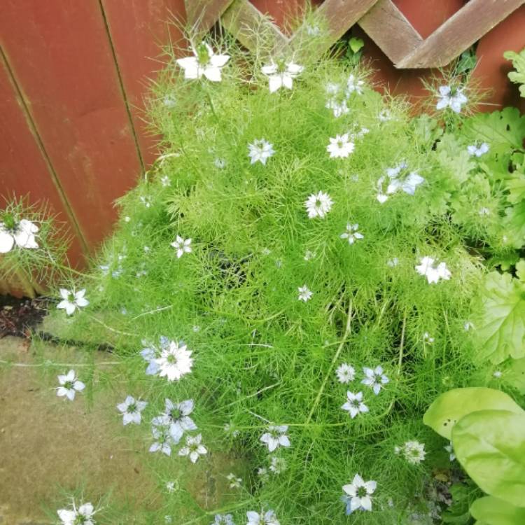 Plant image Nigella damascena 'Persian Jewels'