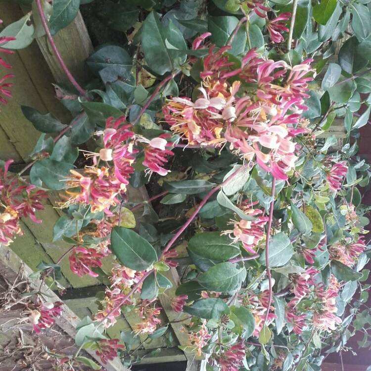 Plant image Lonicera periclymenum 'Belgica Select'