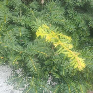 Taxus baccata 'Corley's Coppertip'