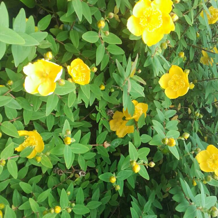 Plant image Hypericum 'Golden Beacon'