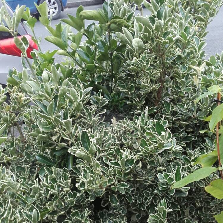 Plant image Euonymus fortunei 'Silver Queen'