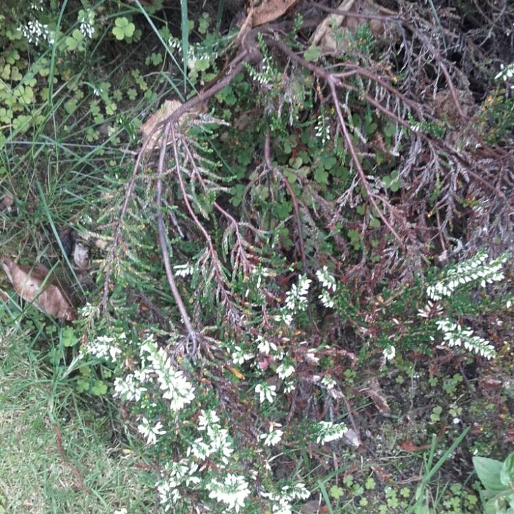 Plant image Hebe 'White Heather'