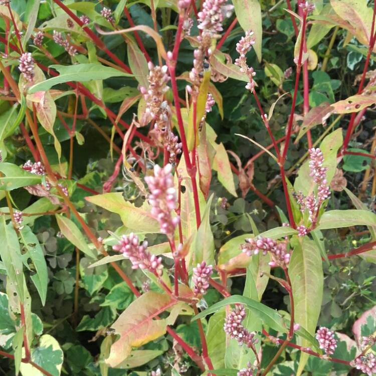 Plant image Persicaria