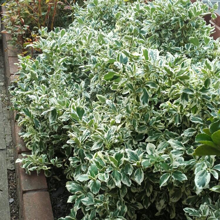 Plant image Euonymus fortunei 'Silver Queen'