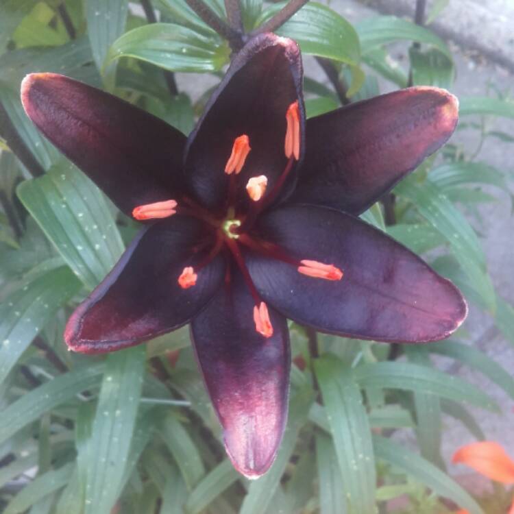 Plant image Lilium 'Queen of the Night'