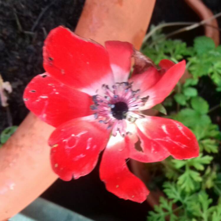 Plant image Anemone coronaria 'Hollandia'