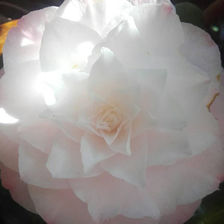Plant image Camellia japonica 'Nuccio's Pink Lace'