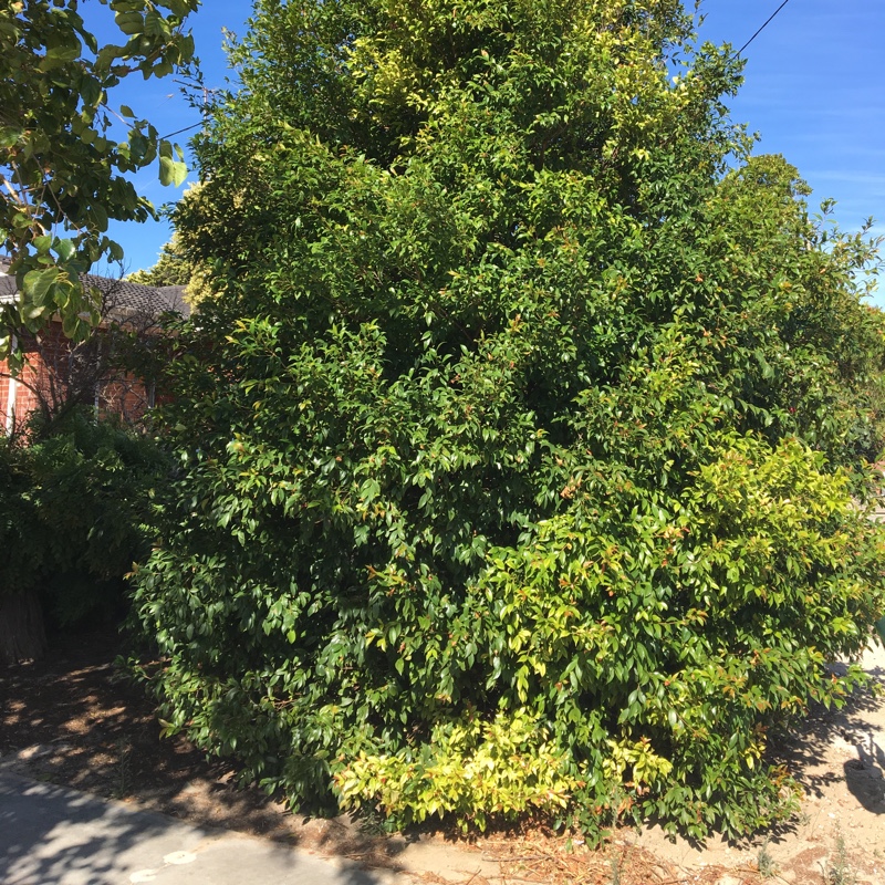 Plant image Syzygium smithii