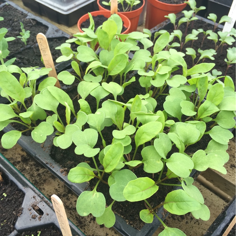 Lactuca sativa
