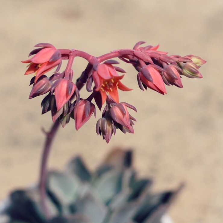 plant image 891796