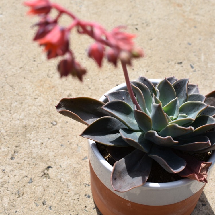 Plant image Echeveria Blue Prince