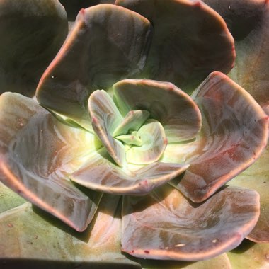 Echeveria 'Blue Metal'