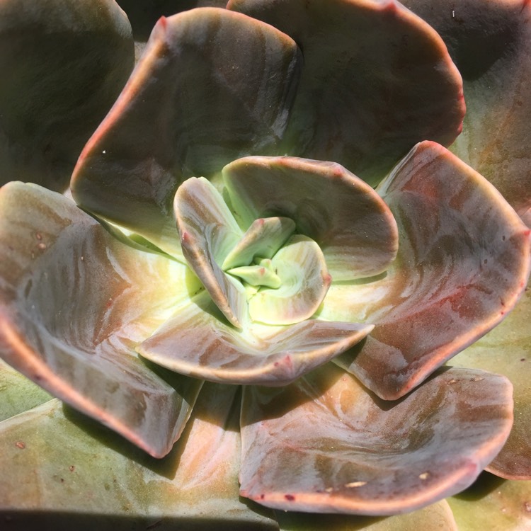 plant image 891833